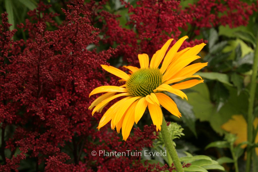 Echinacea purpurea ‘Now Cheesier’