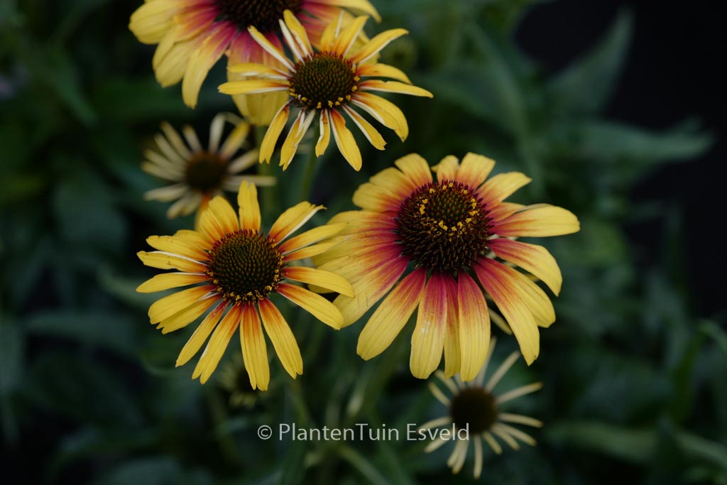 Echinacea purpurea ‘Parrot’