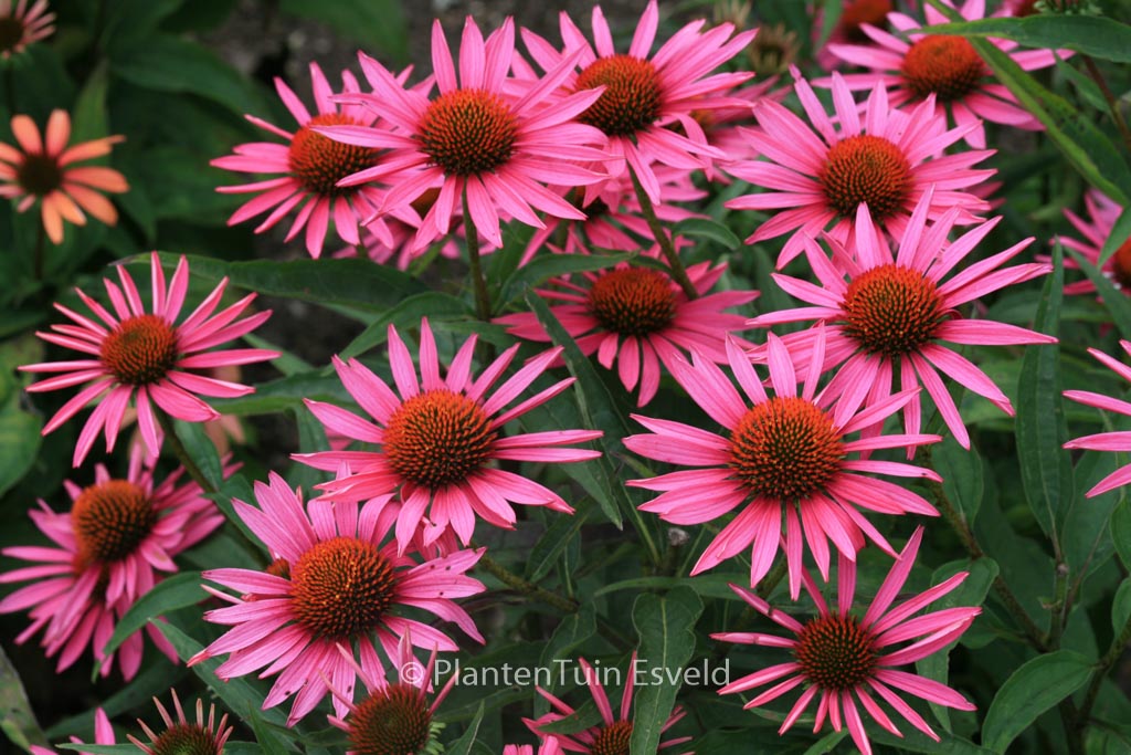 Echinacea purpurea ‘Pica Bella’