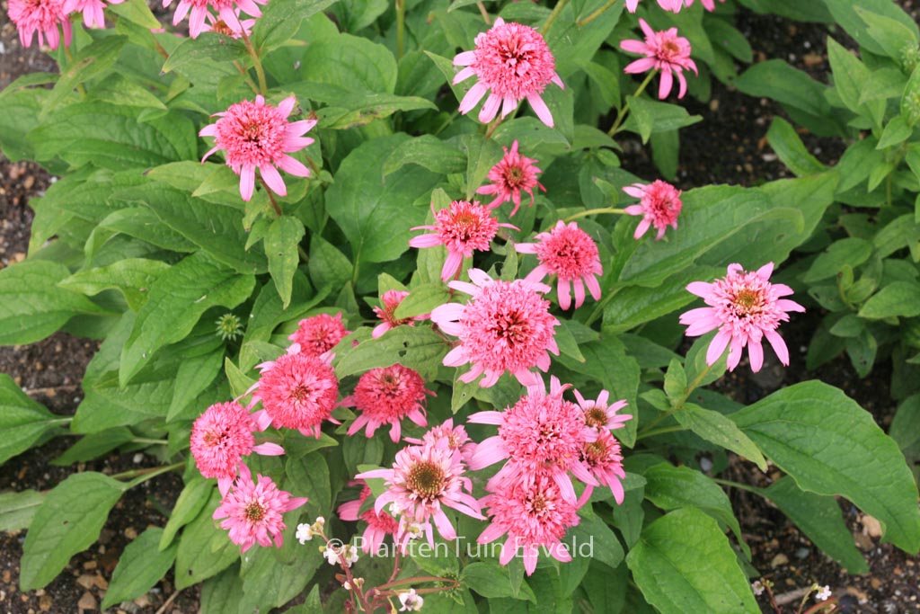 Echinacea purpurea ‘Pink Double Delight’