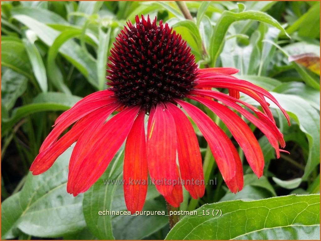 Echinacea purpurea ‘Postman’