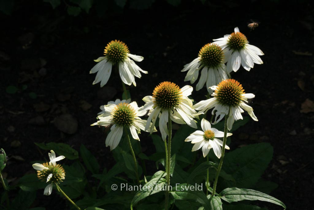 Echinacea purpurea ‘Pow Wow White’