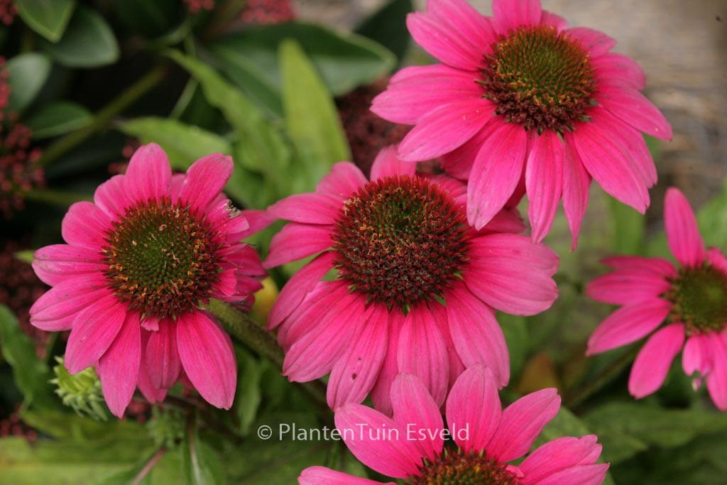 Echinacea purpurea ‘Pow Wow Wild Berry’