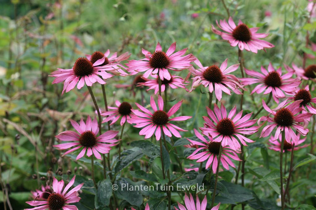 Echinacea purpurea ‘Rubinstern’