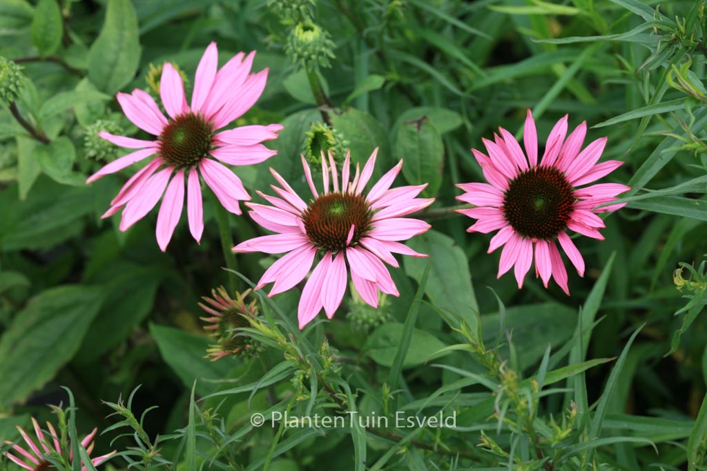 Echinacea purpurea ‘Ruby Giant’