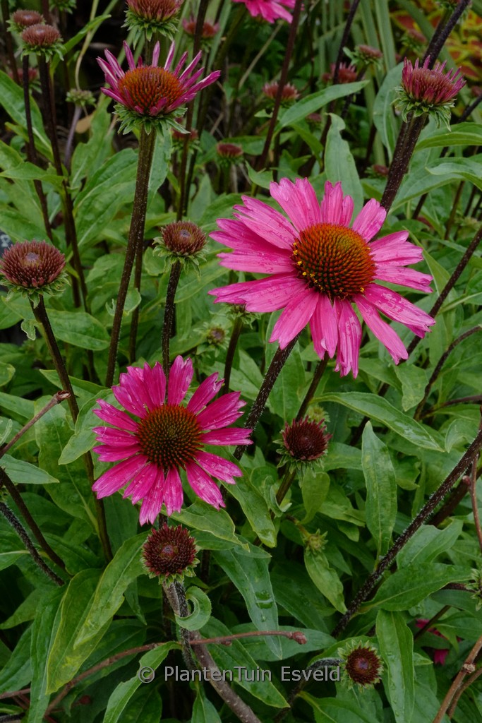 Echinacea purpurea ‘Sensation Pink’