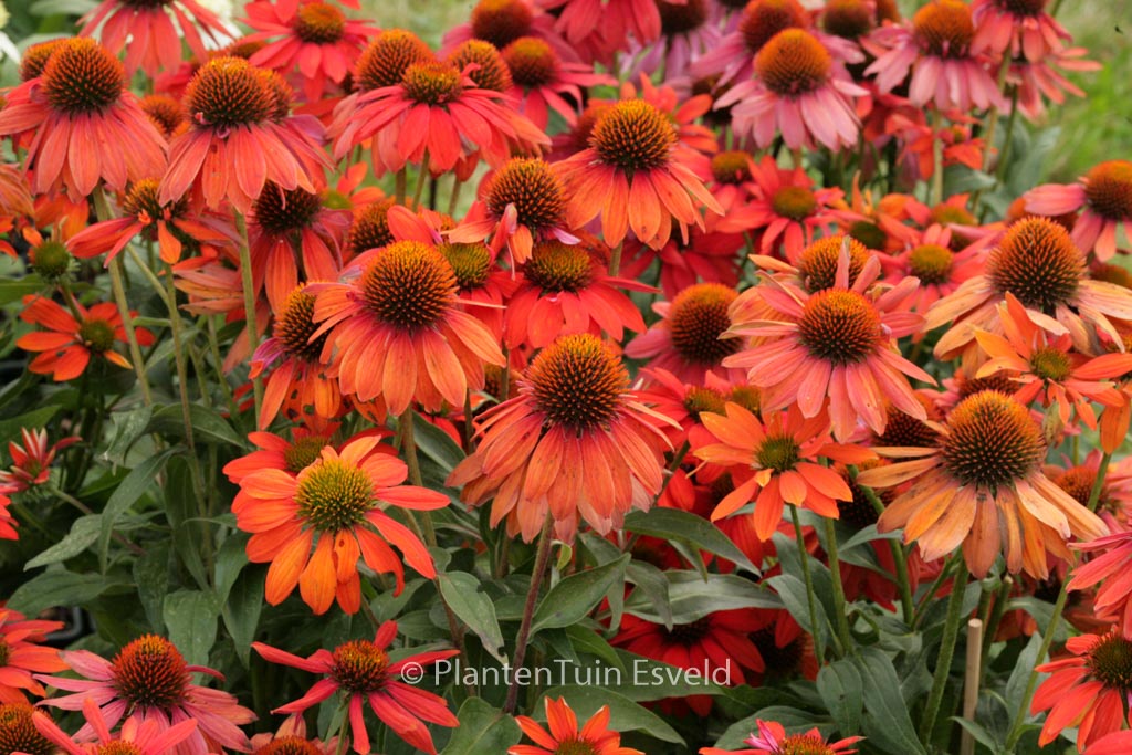 Echinacea purpurea ‘Sombrero Adobe Orange’