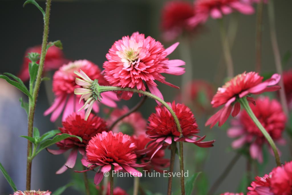 Echinacea purpurea ‘Southern Belle’