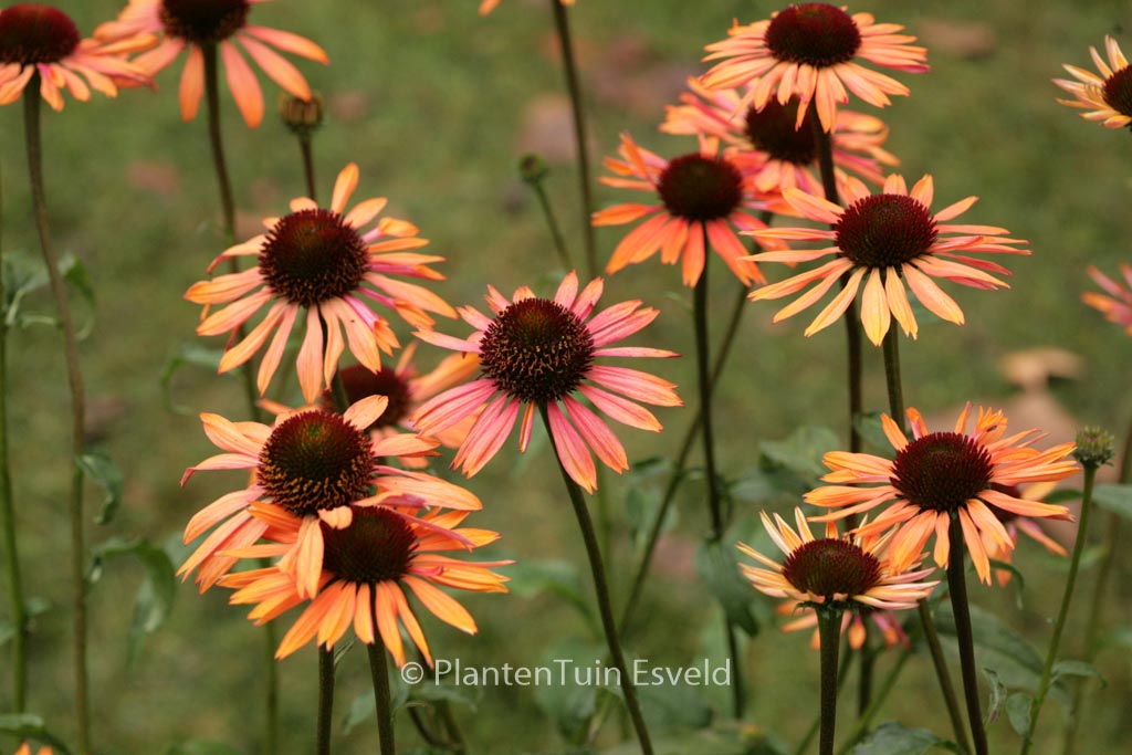 Echinacea purpurea ‘Sundown’