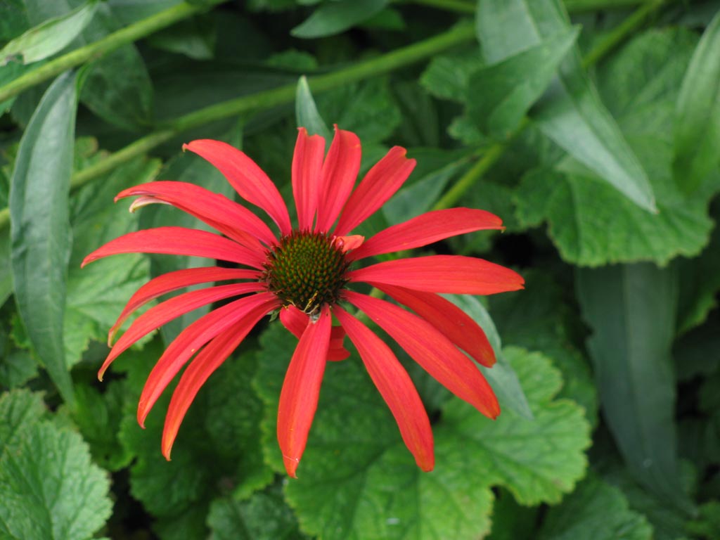 Echinacea purpurea ‘Tomato Soup’