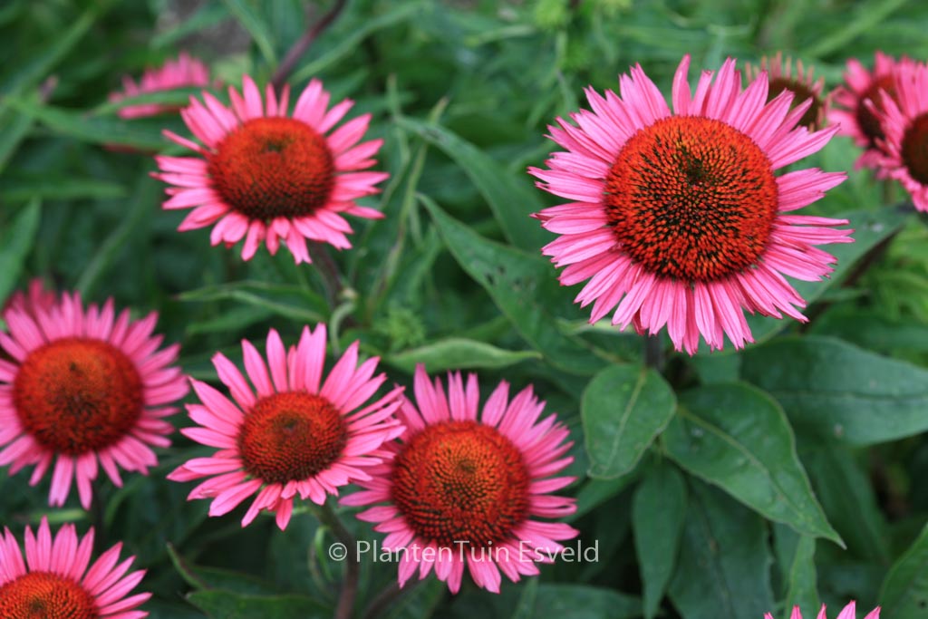 Echinacea purpurea ‘Vintage Wine’