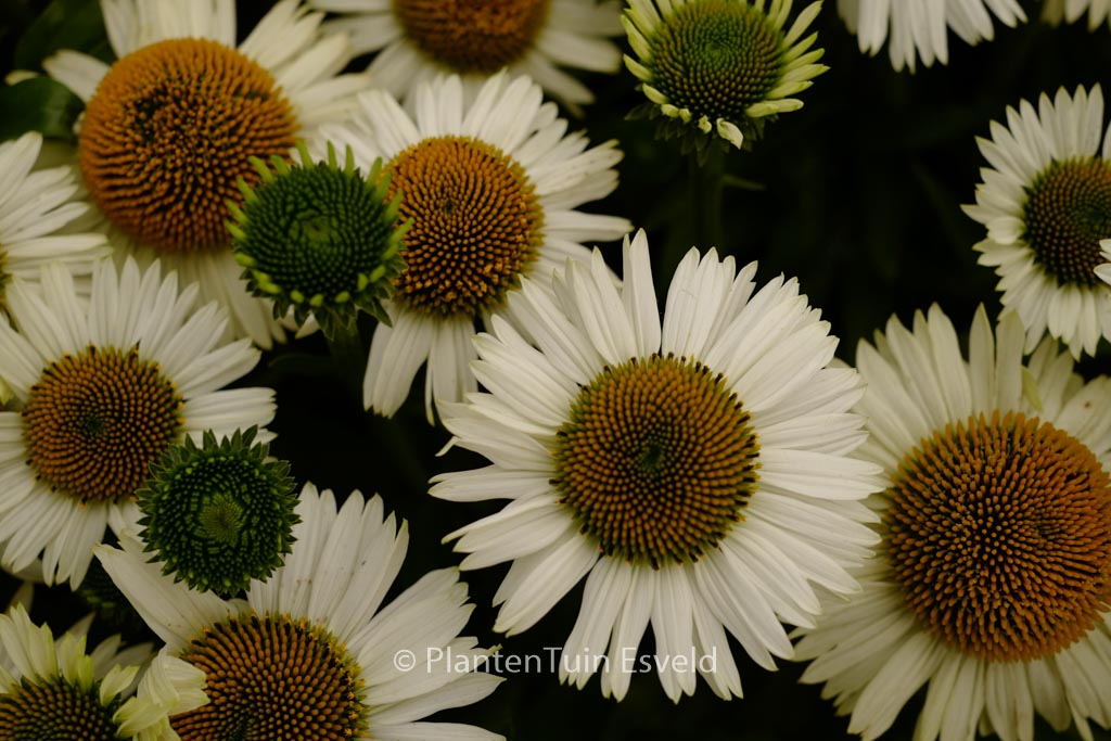 Echinacea purpurea ‘White Meditation’