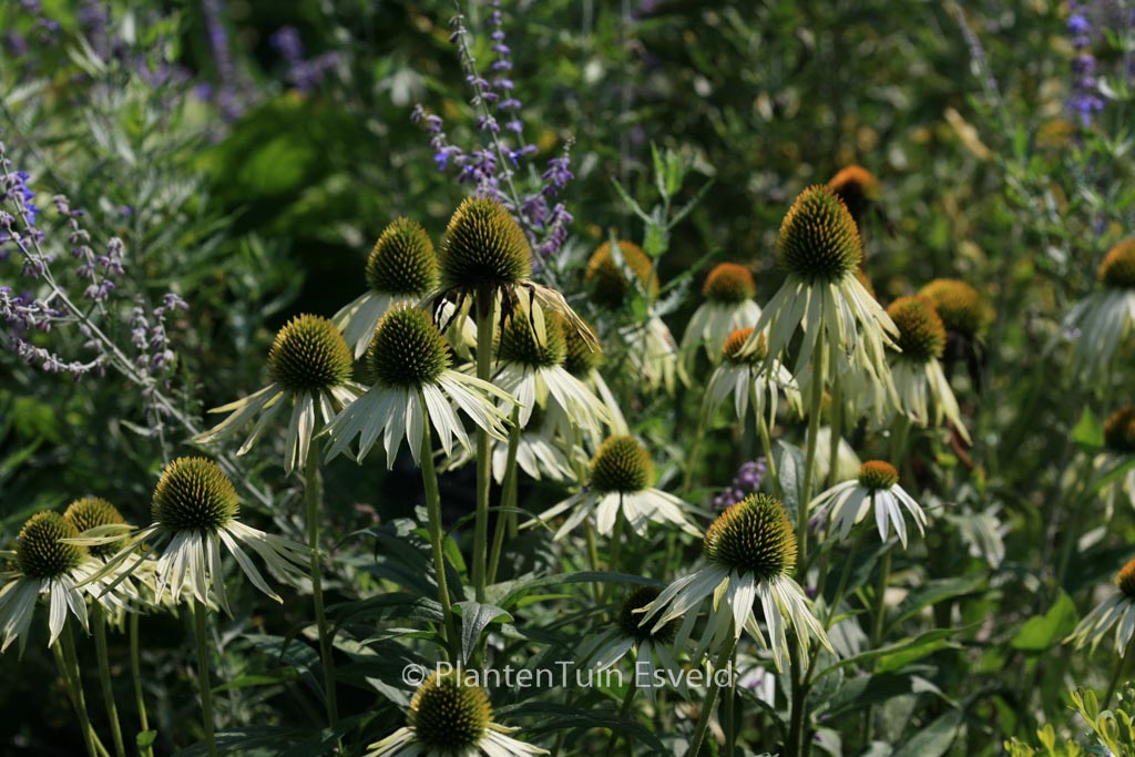 Echinacea purpurea ‘White Swan’