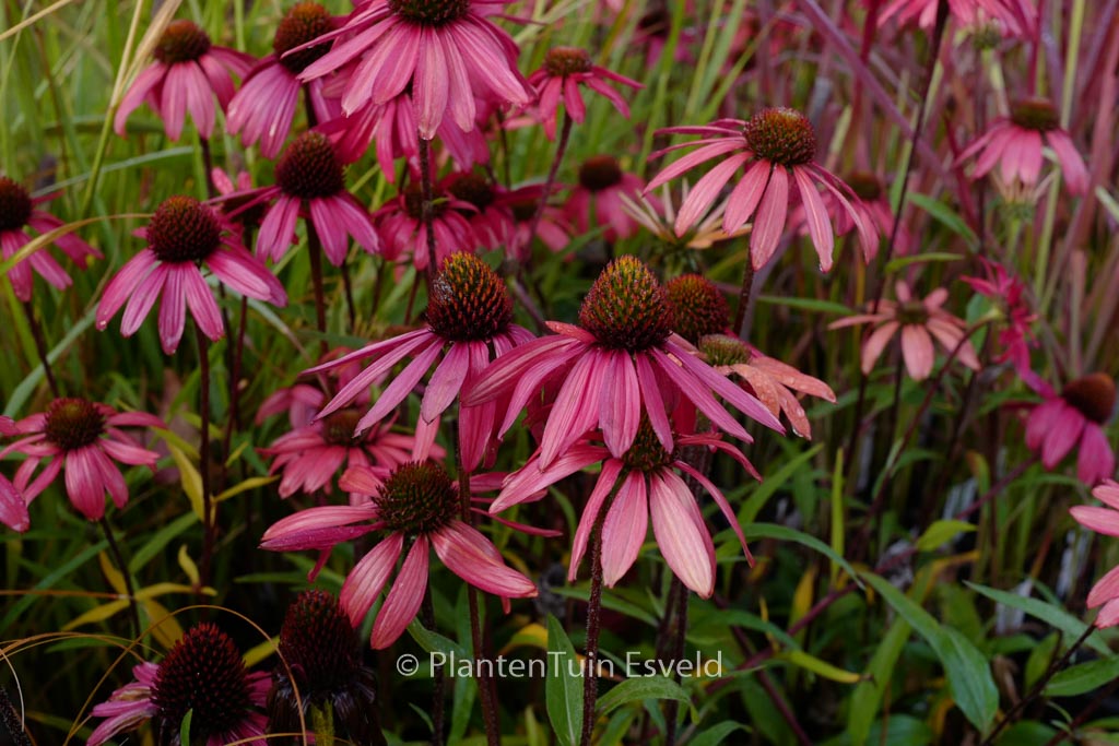 Echinacea tennesseensis ‘Glowing Dream’