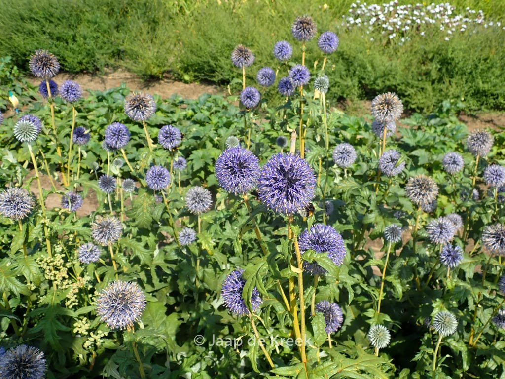 Echinops bannaticus ‘Taplow Blue’