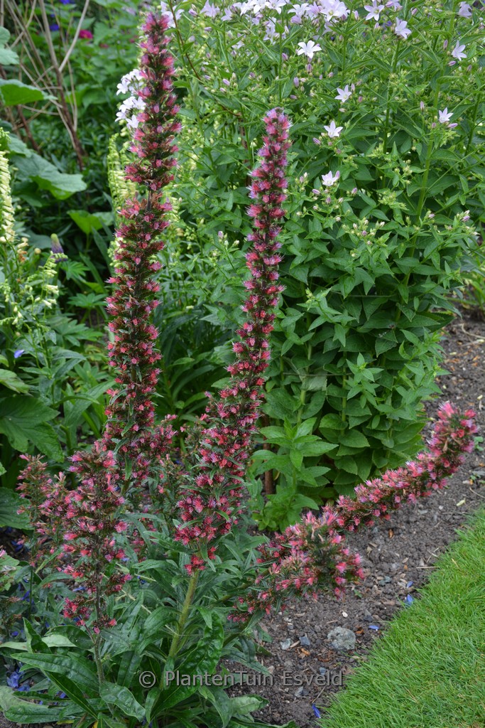 Echium amoenum