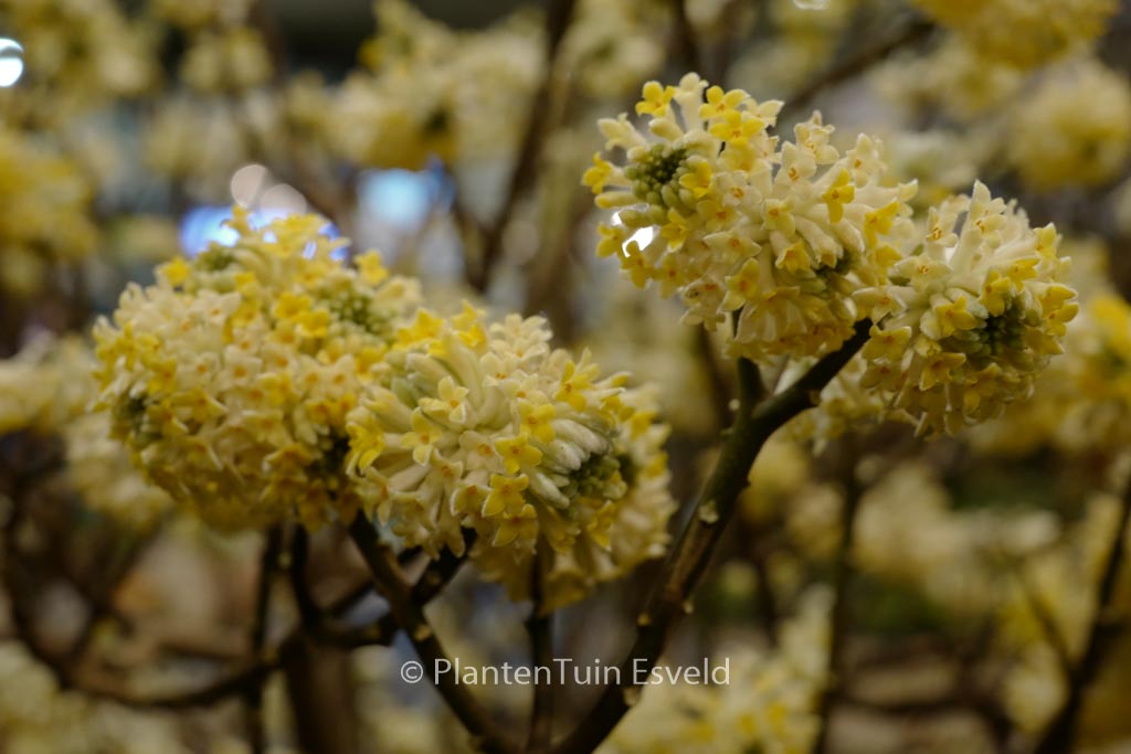 Edgeworthia chrysantha ‘Grandiflora’