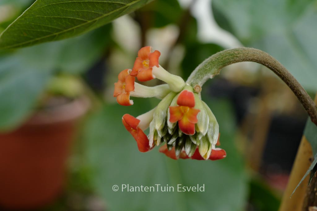 Edgeworthia chrysantha ‘Red Dragon’
