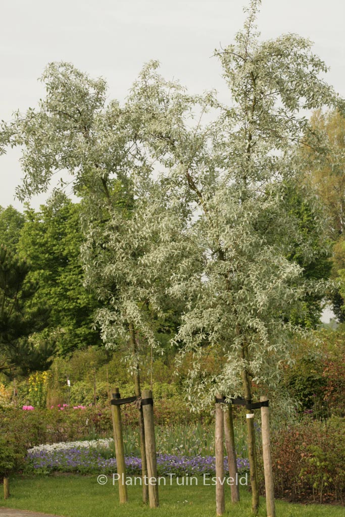 Elaeagnus ‘Quicksilver’