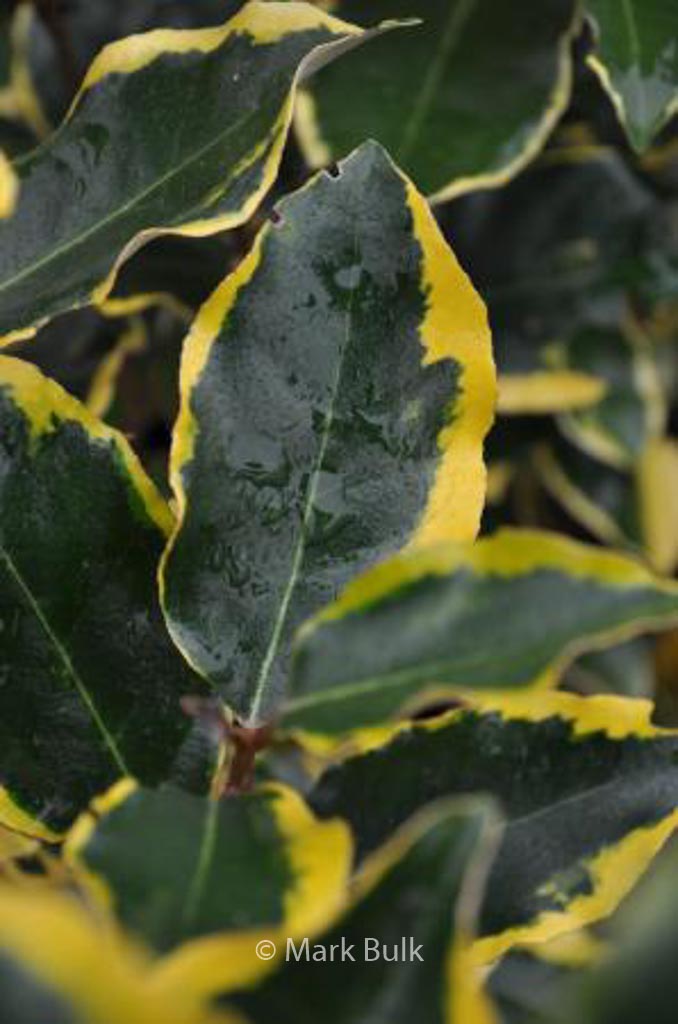 Elaeagnus ebbingei ‘Chalef’ (VIVELEG)