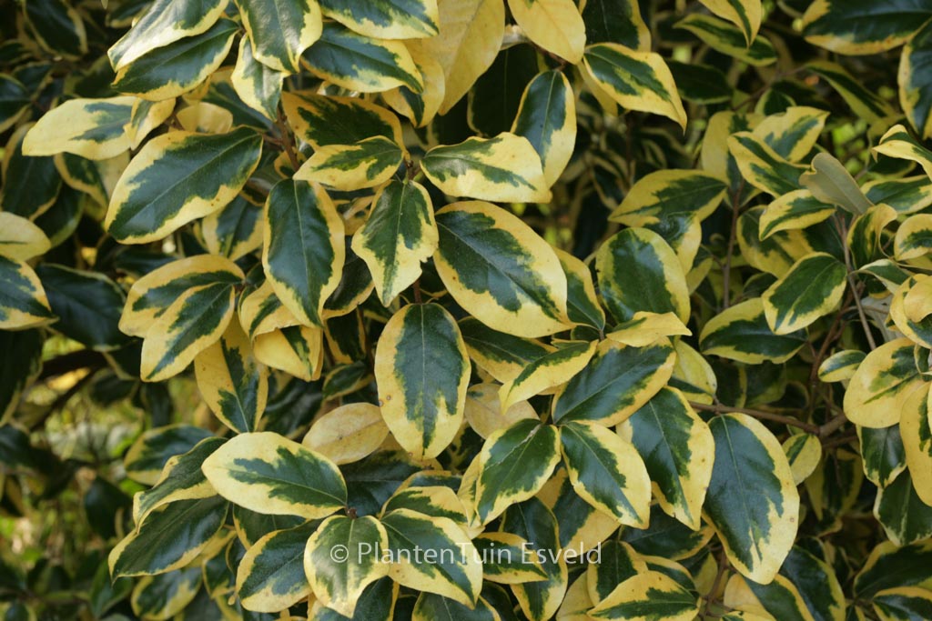 Elaeagnus ebbingei ‘Gilt Edge’