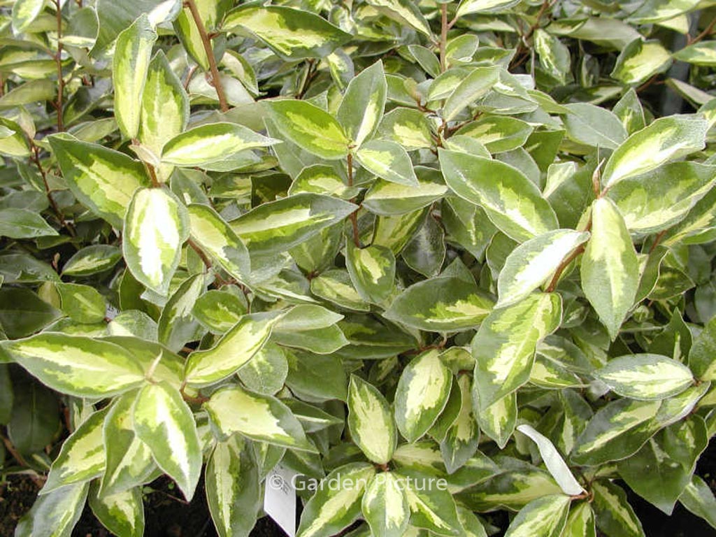 Elaeagnus ebbingei ‘Lemon Ice’