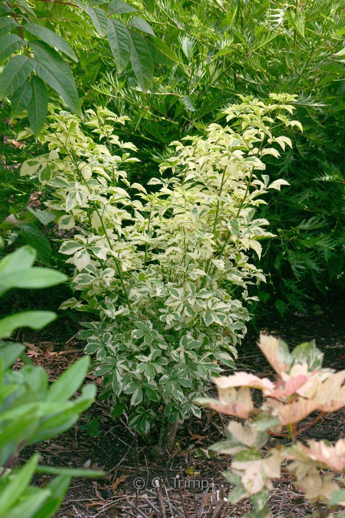 Eleutherococcus sieboldianus ‘Variegatus’