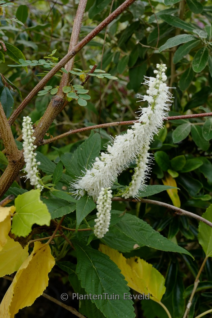 Elsholtzia stauntonii ‘Alba’