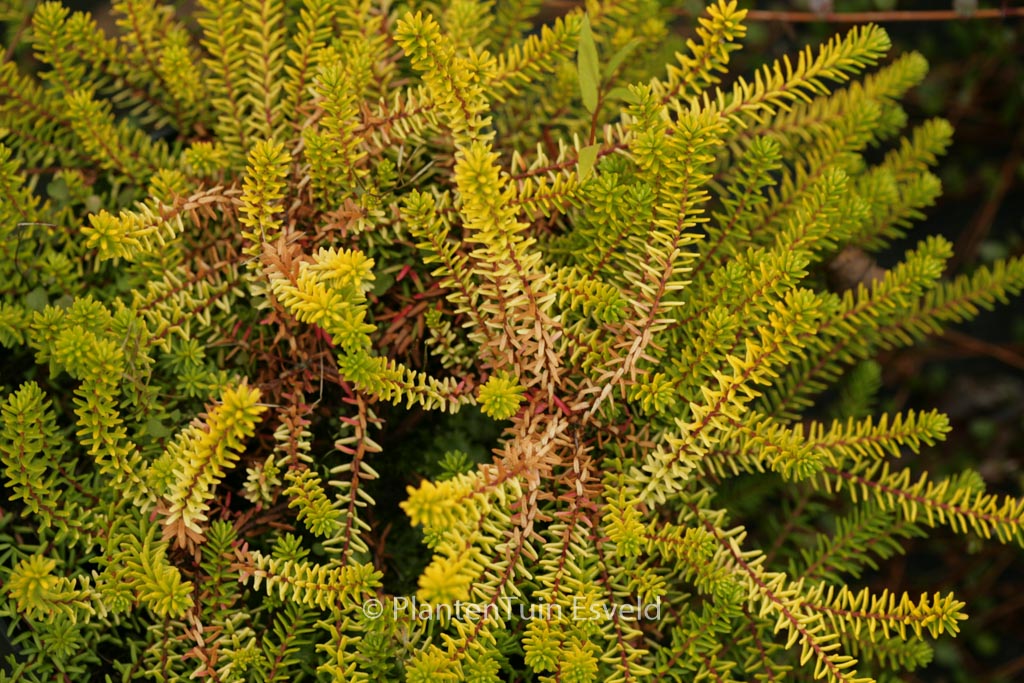 Empetrum nigrum ‘Zitronella’