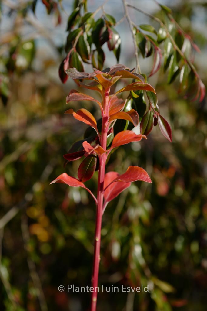 Enkianthus campanulatus ‘Green Shades’