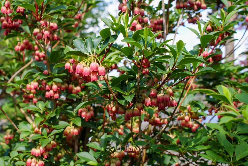 Enkianthus campanulatus ‘Pagode’