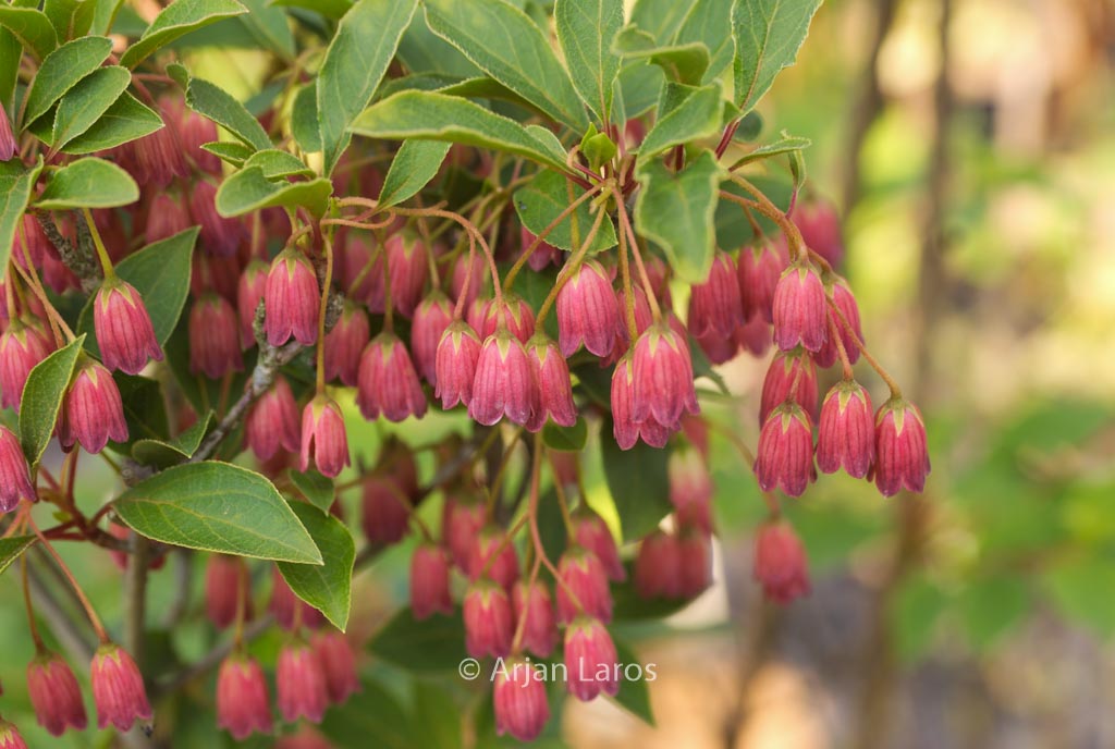 Enkianthus campanulatus ‘Ruby Glow’