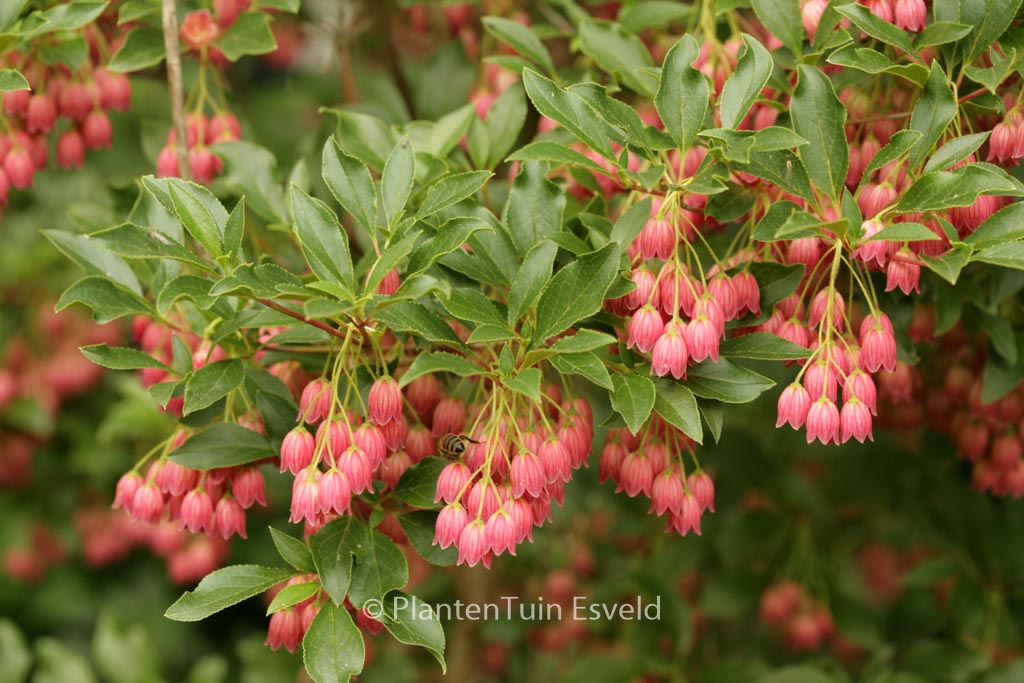 Enkianthus campanulatus ‘Showy Lantern’