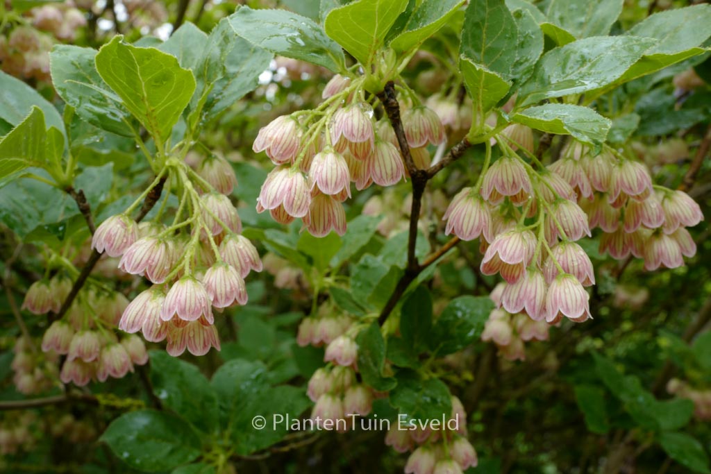 Enkianthus campanulatus ‘Venus’