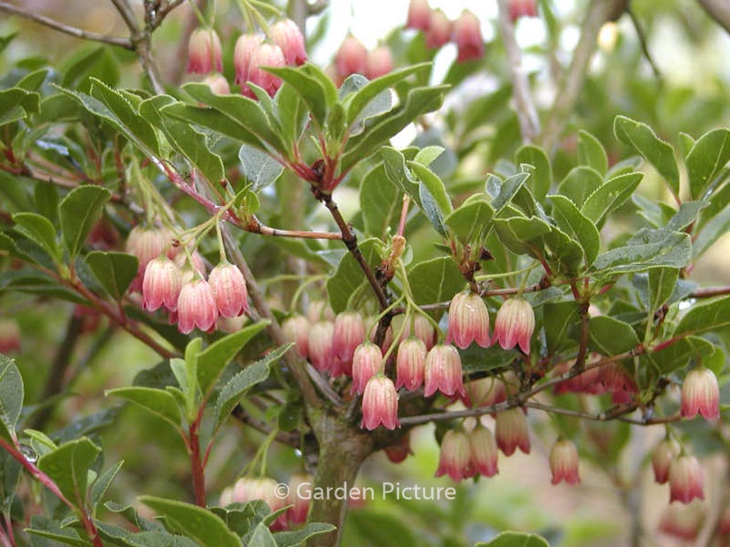 Enkianthus campanulatus ‘Victoria’