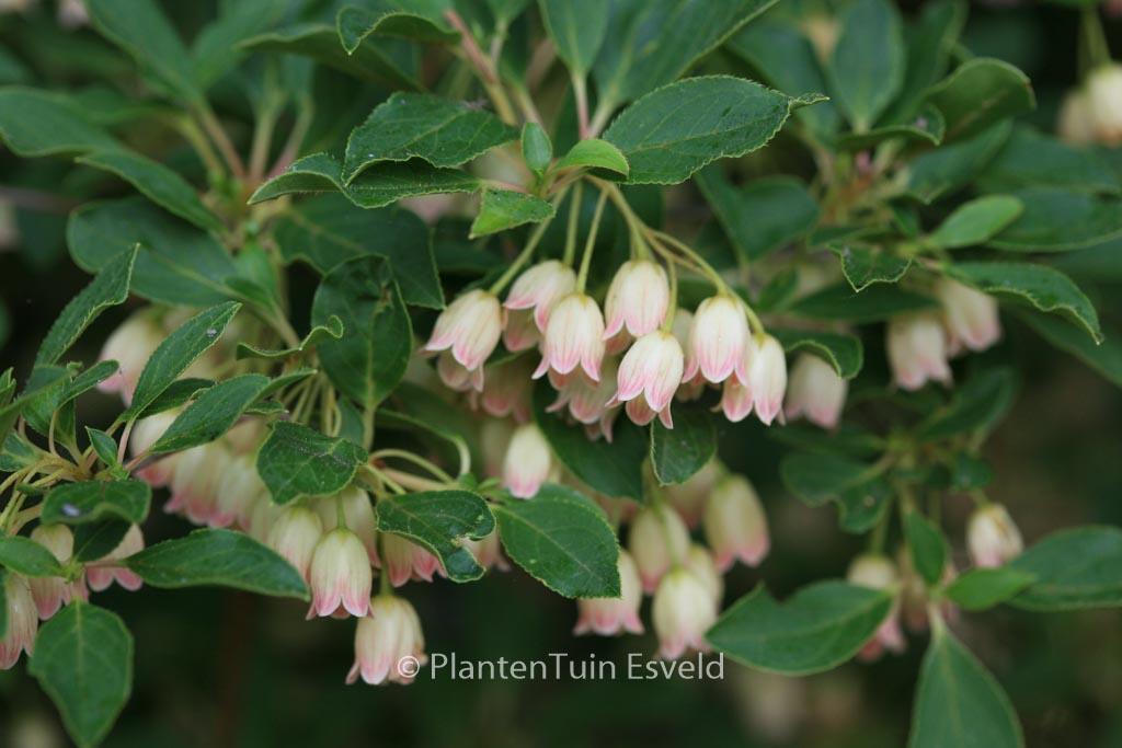 Enkianthus cernuus recurvus