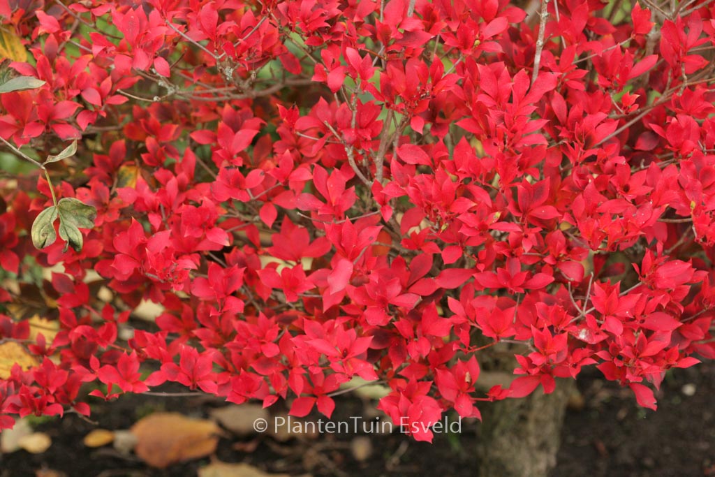 Enkianthus cernuus rubens