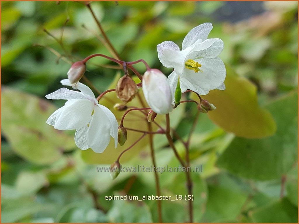 Epimedium ‘Alabaster’