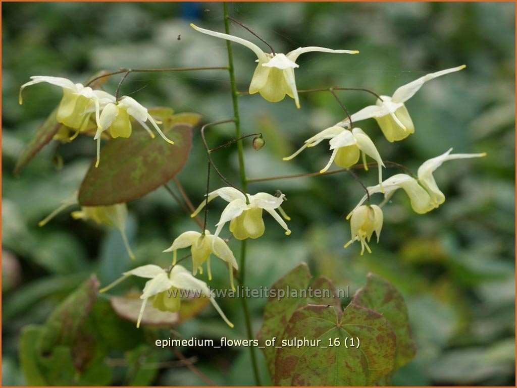 Epimedium ‘Flowers of Sulphur’