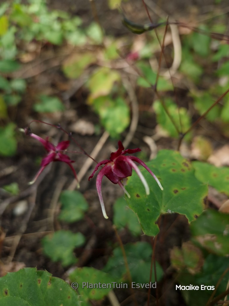 Epimedium ‘Red Maximum’