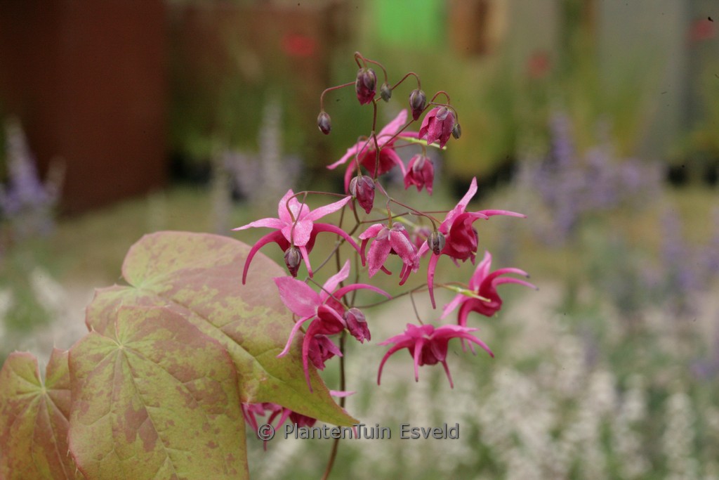 Epimedium ‘Royal Purple’