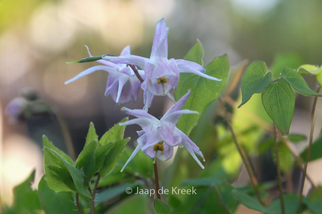 Epimedium grandiflorum ‘Akebono’