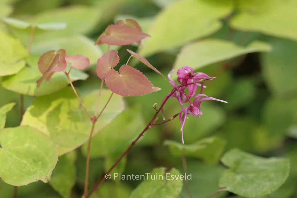 Epimedium grandiflorum ‘Rose Queen’