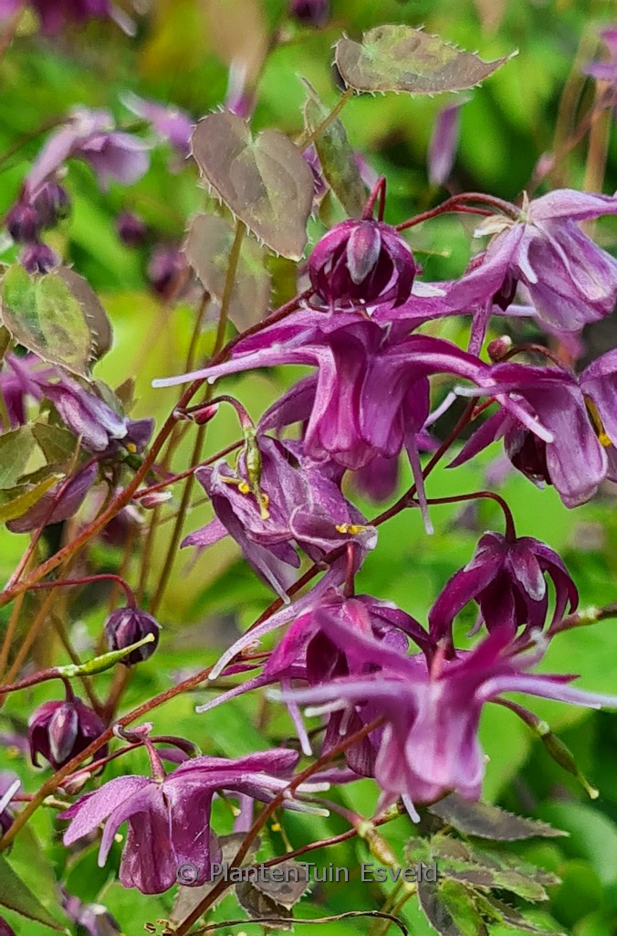 Epimedium grandiflorum ‘Shiho’