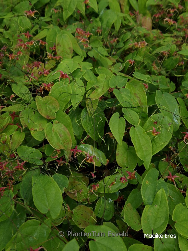 Epimedium omeiense ‘Akame’
