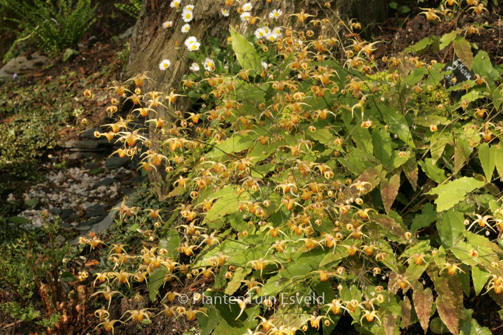 Epimedium pubigerum ‘Orangekoenigin’