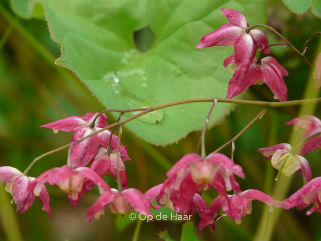 Epimedium rubrum