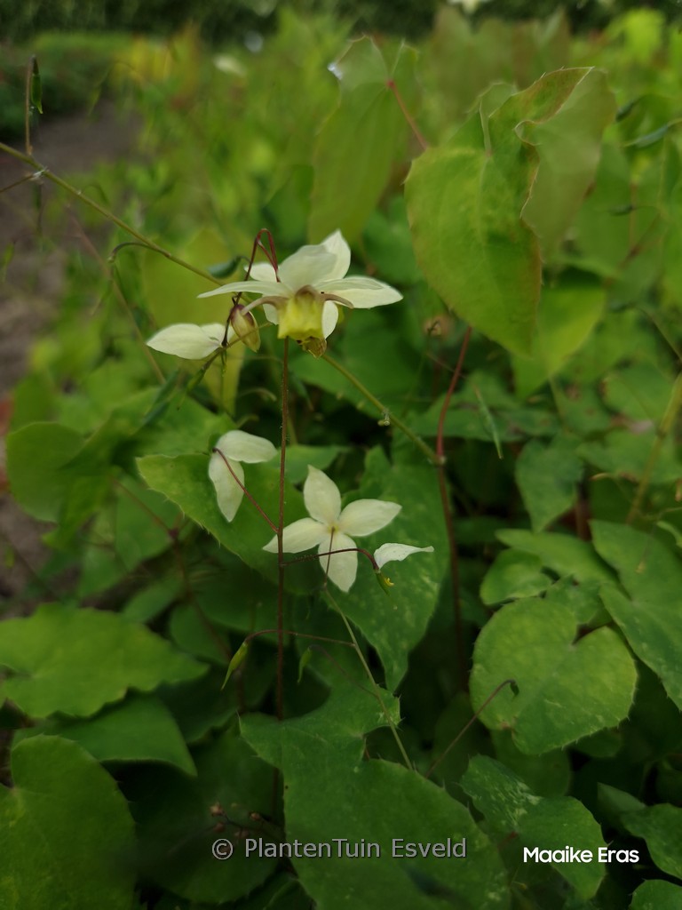 Epimedium versicolor ‘Neosulphureum’