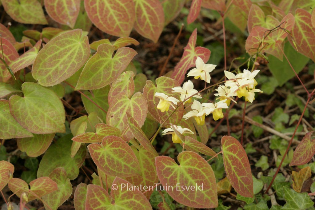 Epimedium versicolor ‘Sulphureum’