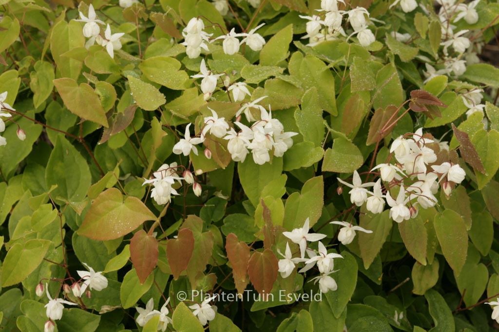 Epimedium youngianum ‘Niveum’